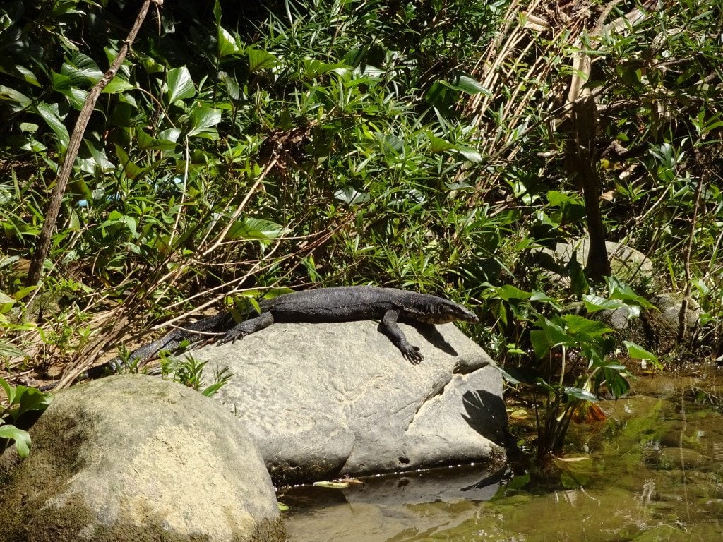 Khao Sok National Park 3