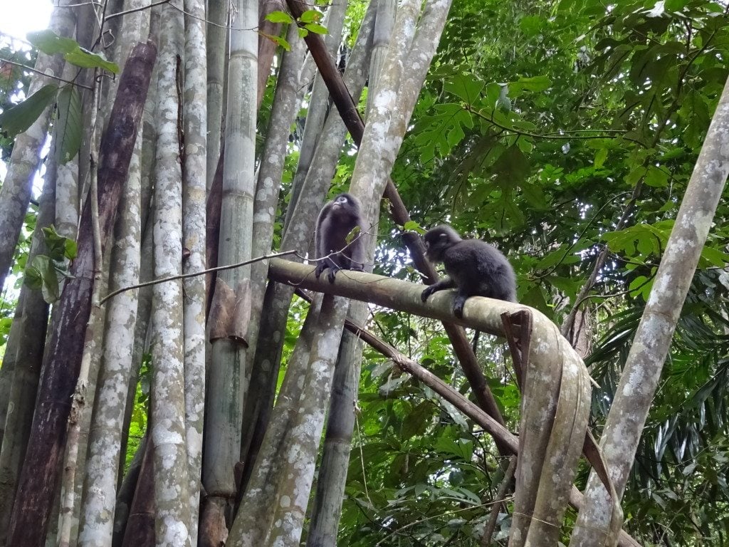Khao Sok National Park 5