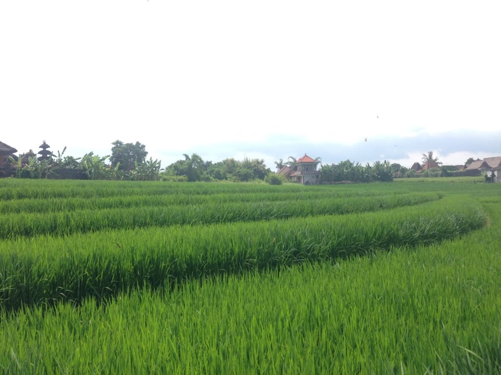 Canggu