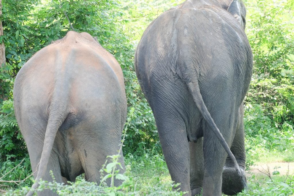 Sri Lanka 1 (1 von 1)