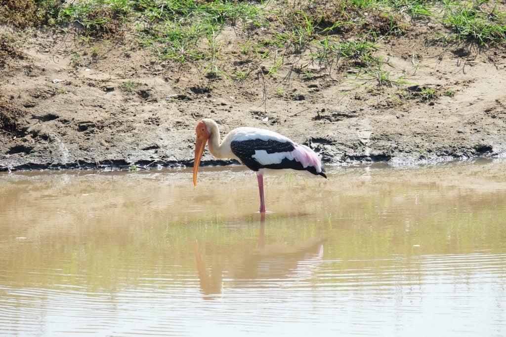 Sri Lanka 15 (1 von 1)