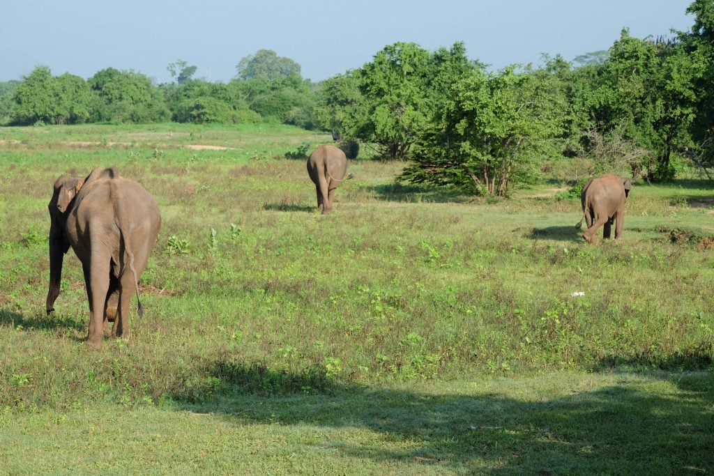 Sri Lanka 3 (1 von 1)