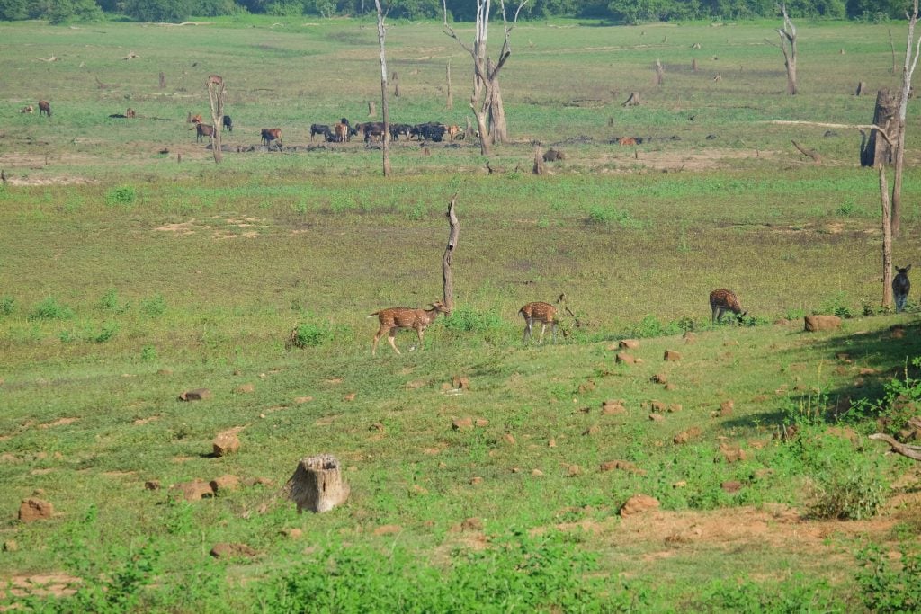 Sri Lanka 7 (1 von 1)