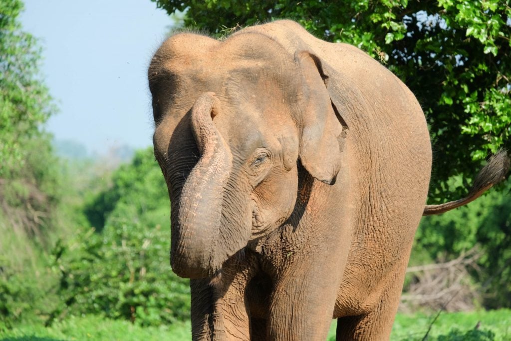 Sri Lanka 9 (1 von 1)