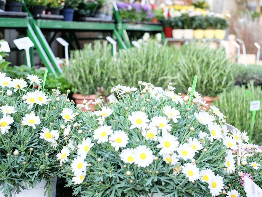 yogaandjuliet_karmeltiermarkt_1