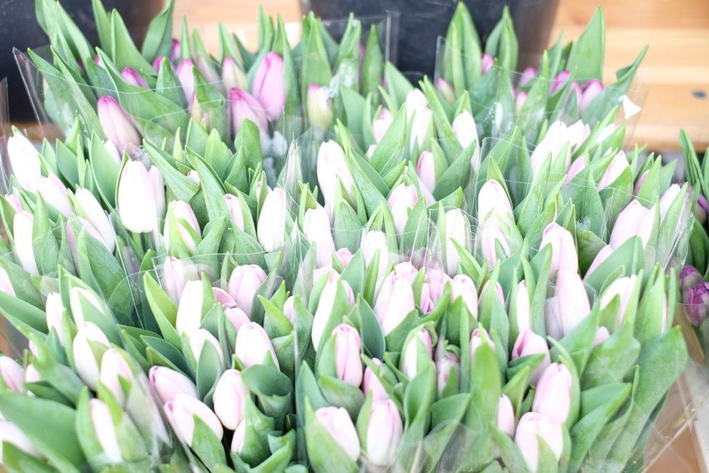 yogaandjuliet_karmeltiermarkt_4