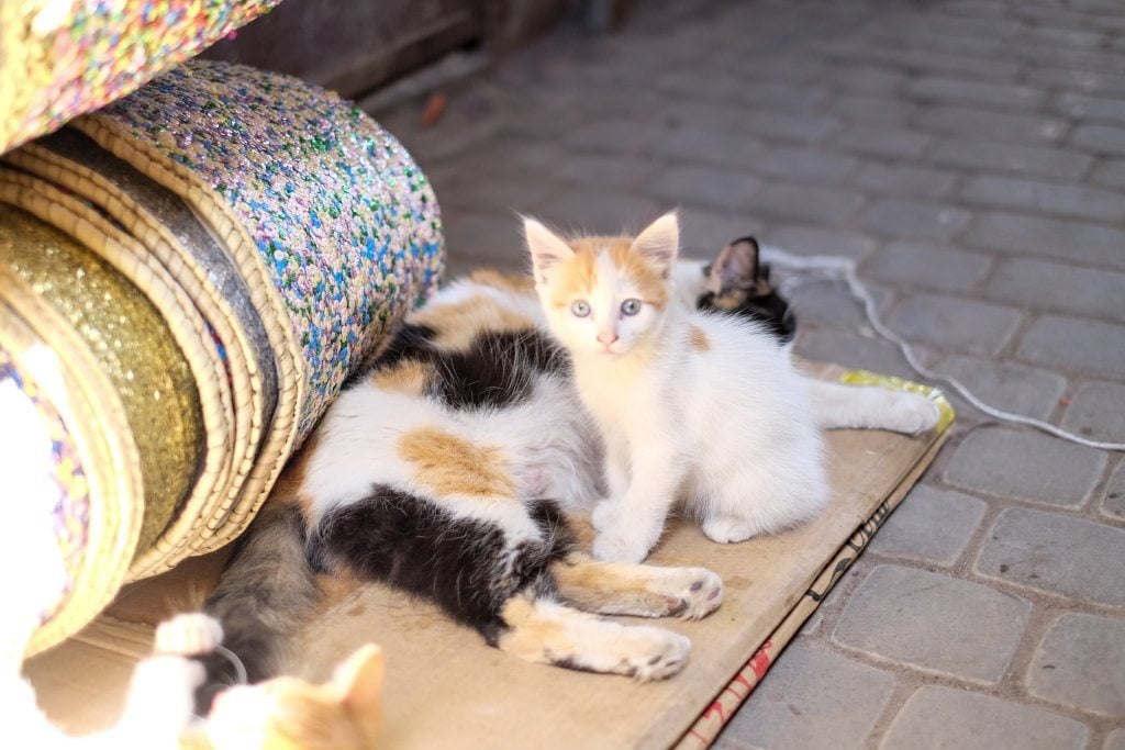 yogaandjuliet_marrakech_66