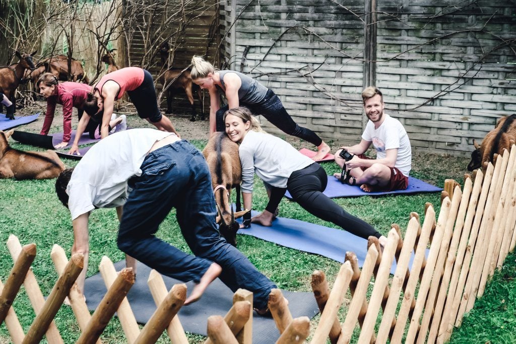 yogaandjuliet_goatyoga_28