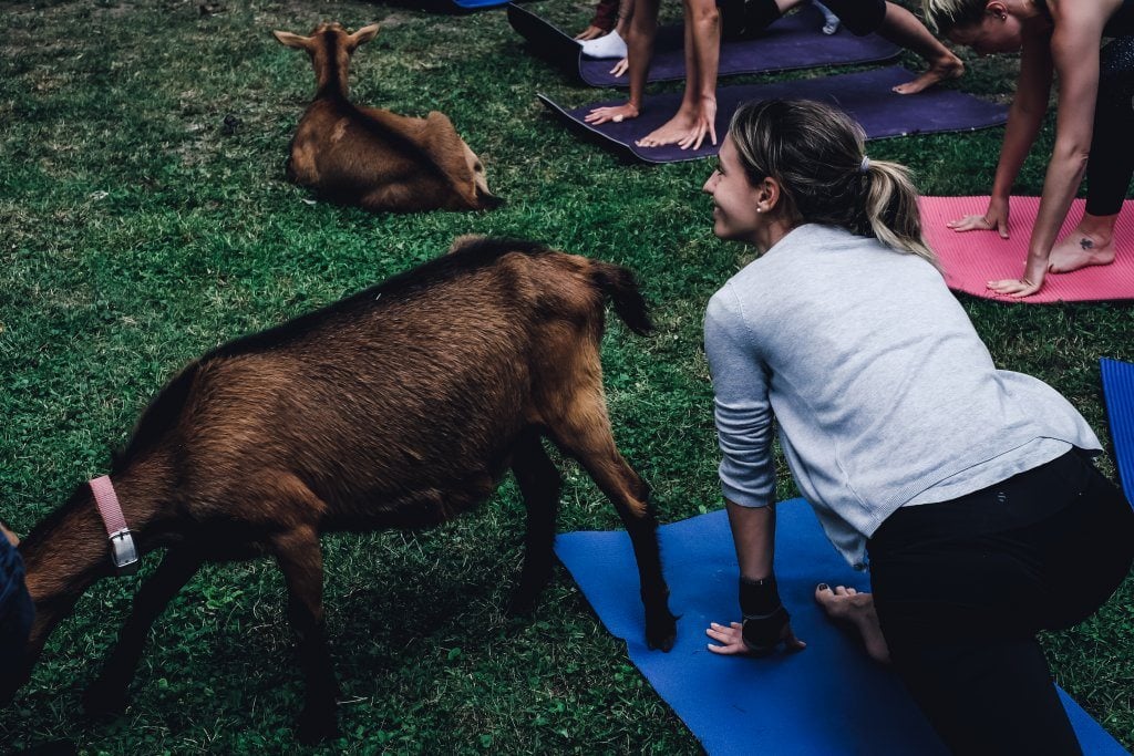 yogaandjuliet_goatyoga_29