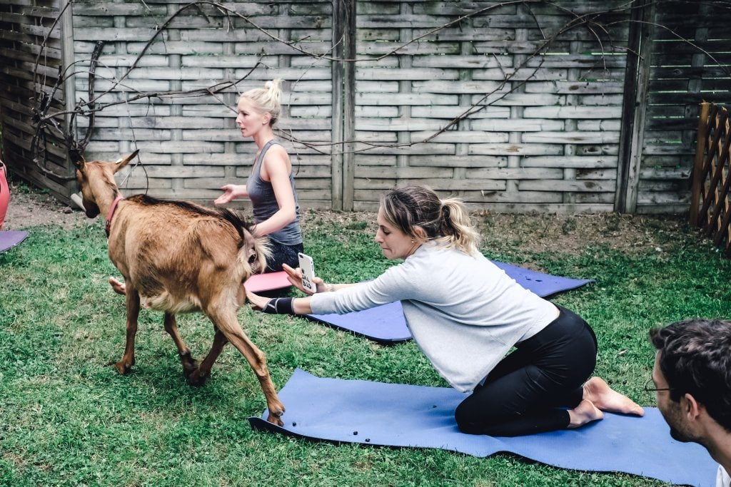 yogaandjuliet_goatyoga_33
