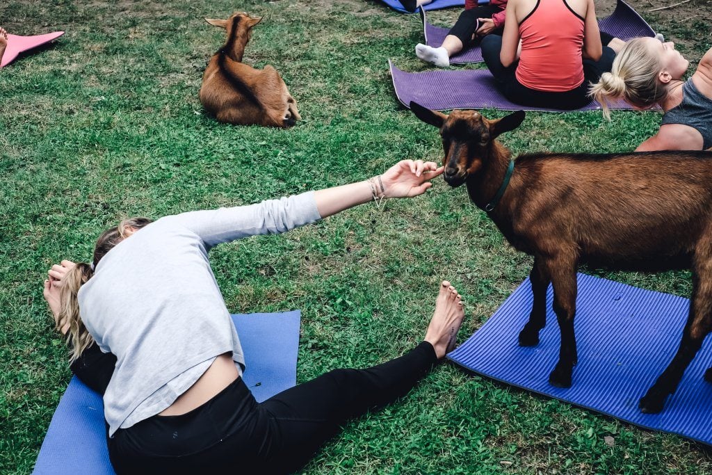 yogaandjuliet_goatyoga_34