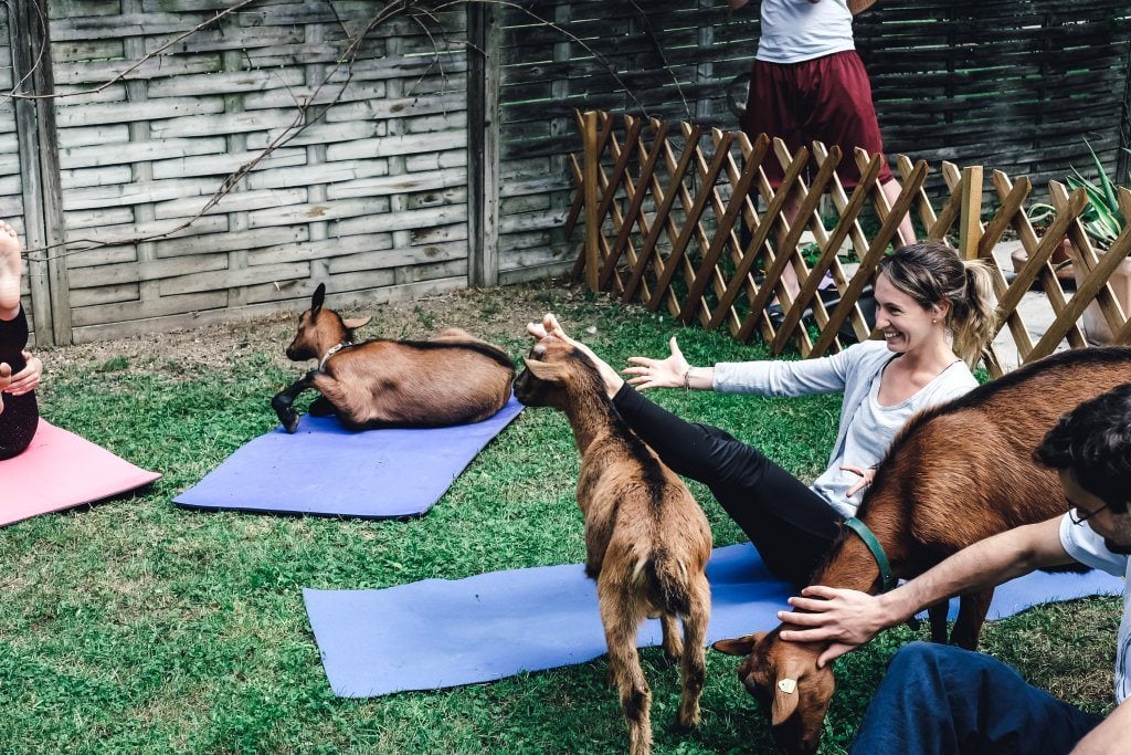 yogaandjuliet_goatyoga_36