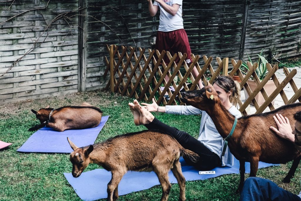 yogaandjuliet_goatyoga_37