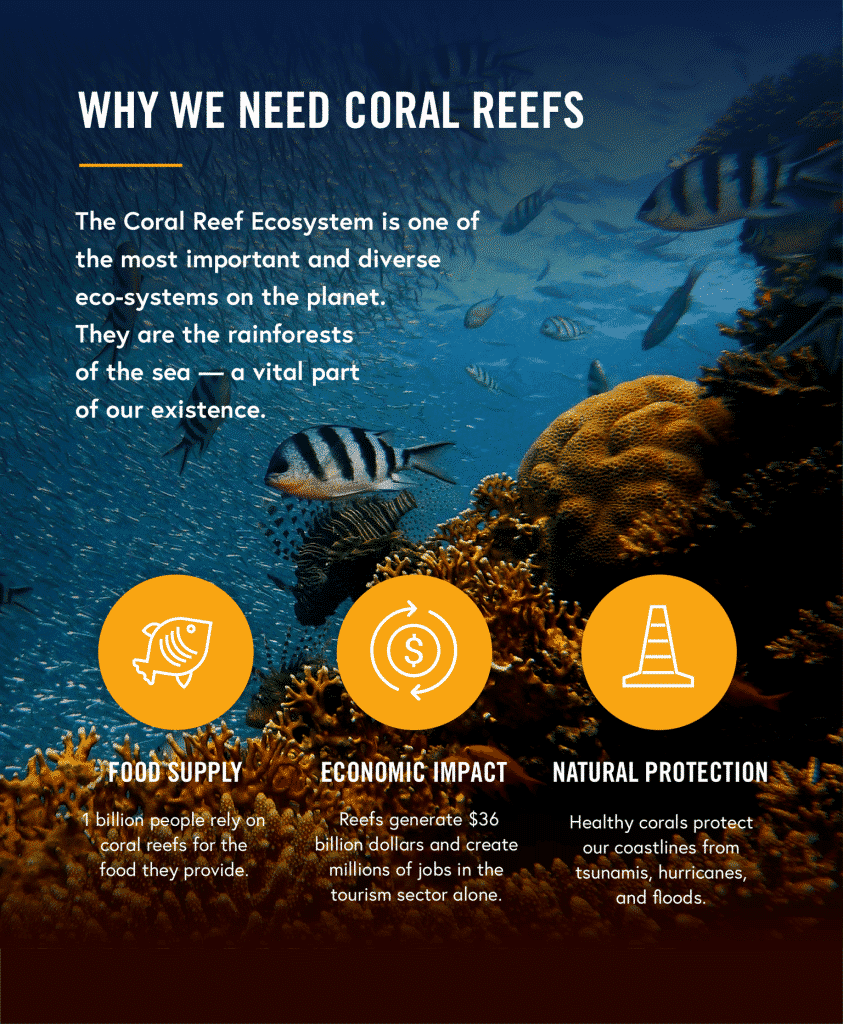 3. The Rainforests of the Sea