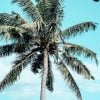 Bali palm