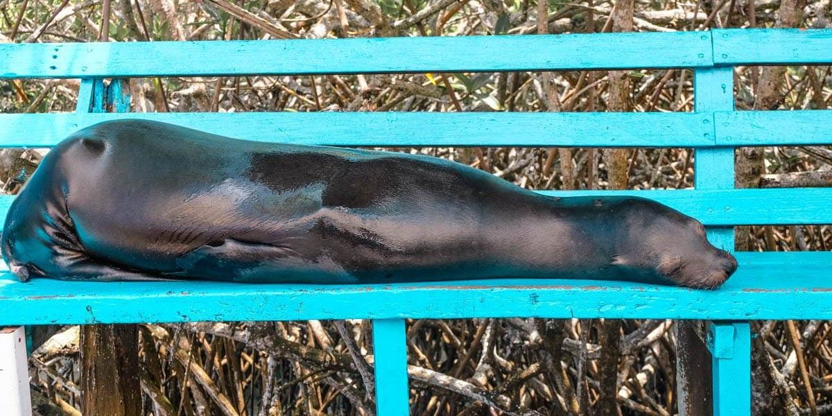 Yoga & Juliet, Galapagos, Santa Cruz, Beach, Fischmarkt, Seelöwe