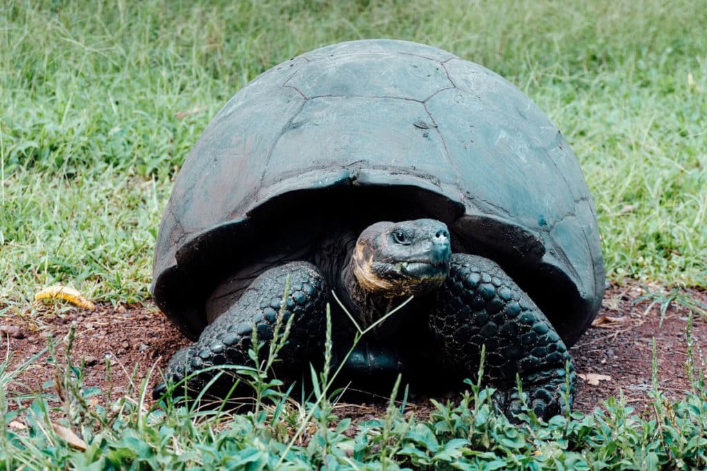Yoga & Juliet, Galapagos, Santa Cruz, Schildkröte