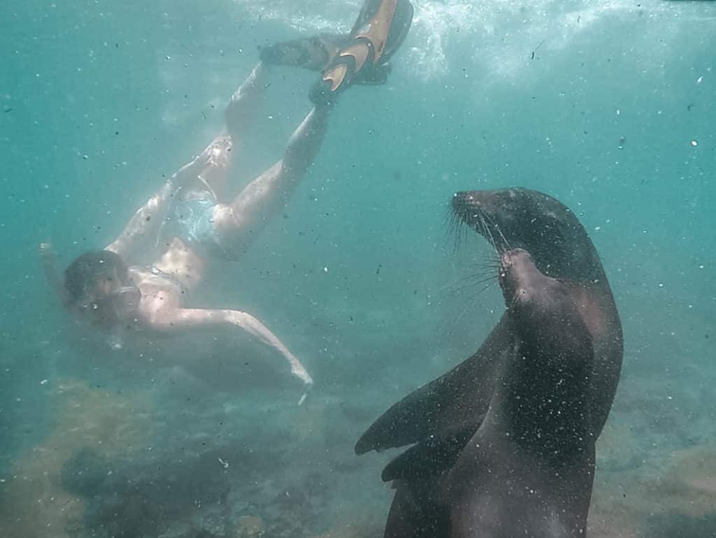 yogaandjuliet Galapagos tauchen Seelöwen schnorcheln