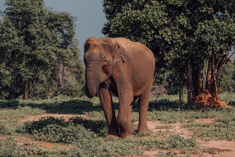 Yoga Retreat Sri Lanka Oktober 2020